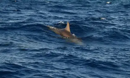 Wild dolphins at Monkey Mia, Shark Bay World Heritage Area