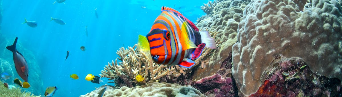 Colourful fish swimming above coral in clear blue water