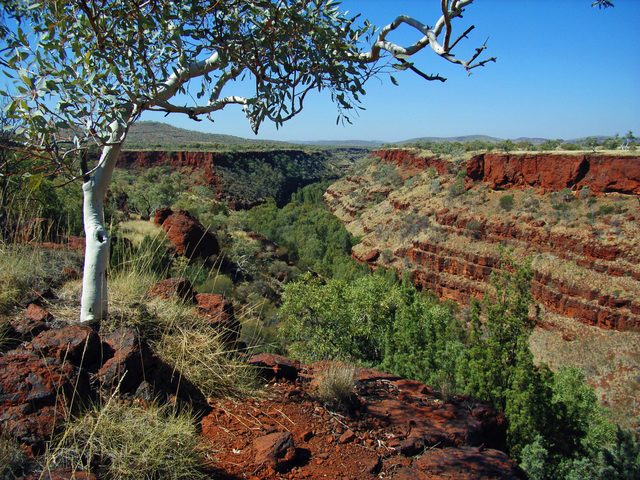Layered red walls and green vegetation in Dales Gorge, with a tree in the foreground.