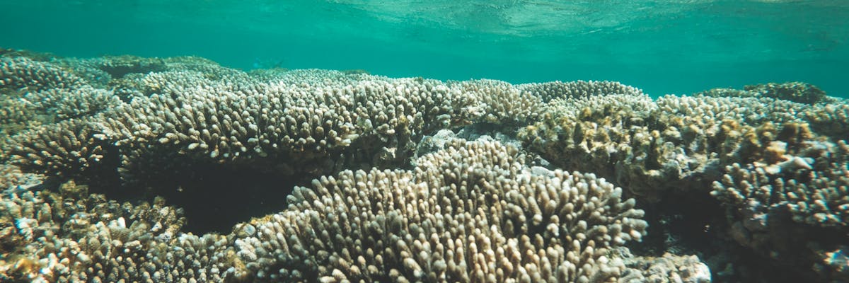 Coral formations beneath clear turquoise water