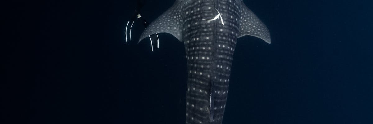 A spotted whale shark swimming underwater