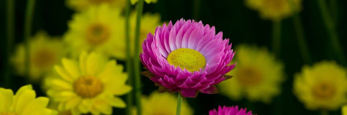 Close-up of a pink flower with yellow flowers behind it